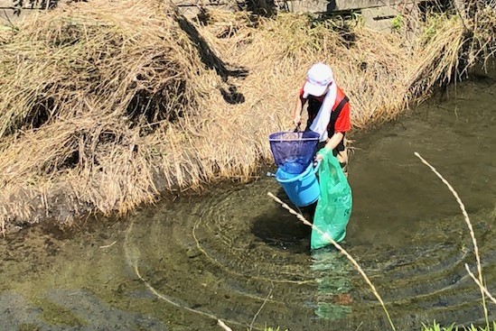 IMG_0739　水生生物を捕獲しまた川底のゴミも収集しました